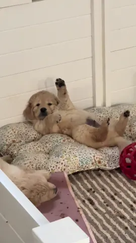 Big G O L D E N 🐶 #goldenretriever #goldenretrieverlife #golden #puppy #puppies #dogtok #ct #animals #dog #funny #cute #glo #goldenpuppy #mood 