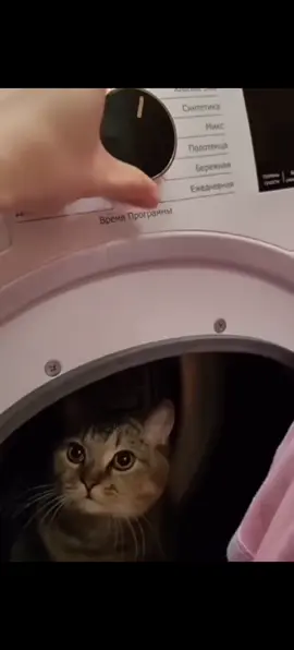 #хопок #синтетика #шерсть #погнали_в_рек #юморок #животные #