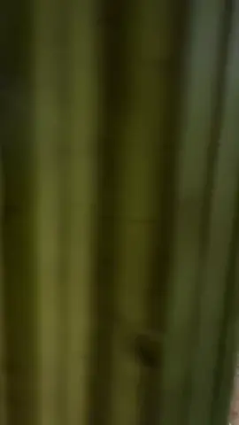 Pesis mesin selep gabah😑