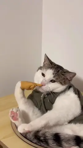 Funny cat wearing gloves #funny #funnycat #pet #cats #funnyvideo #petcats #usa_tiktok 