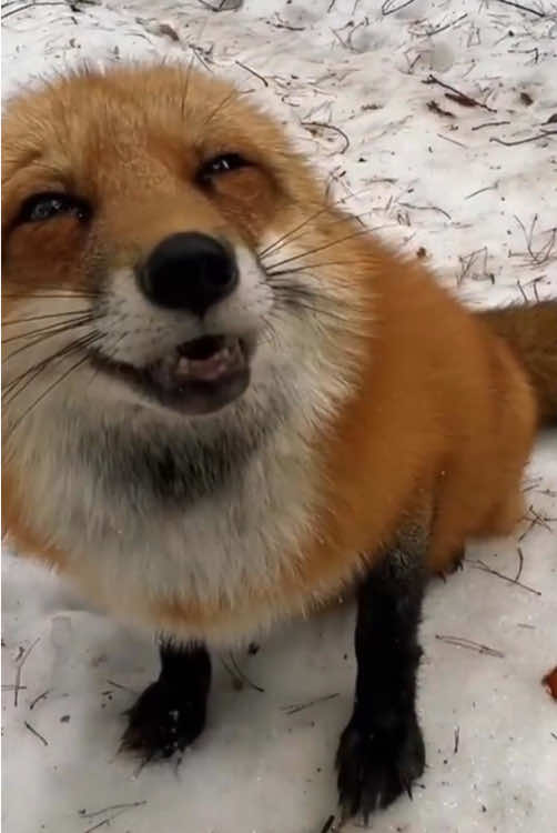 foxes are the cutest animals🦊🦊 #fox #foryoupage #foxes #foxesoftiktok #funnyvideo #funnyanimals #fyp #fypシ