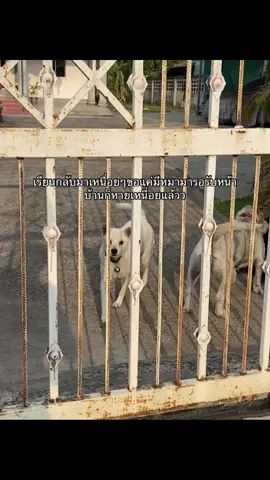 #ฟีส #เธรด 