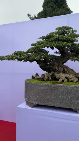 🪴Quảng Tùng| Chia sẻ Quý vị ngày 2 nhận cây tại triển lãm MÙA XUÂN CỦA TẬP ĐOÀN TRIỆU ĐIỀN 📌 #namlebonsai  #bonsaivn  #bonsai  #bonsaitree  #quangtungart  #art  #bonsaiindonesia  #bonsaiworld  #banyantree  #penjing  #reesl  #caycanhvn