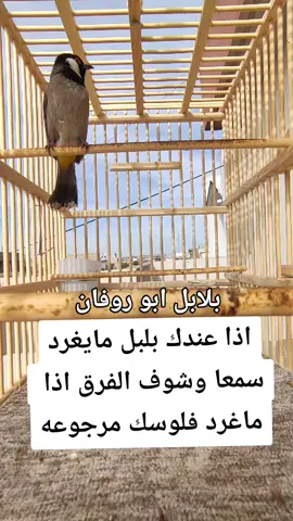 #كركوك #بغداد #اربيل #بلابل#بغداد 