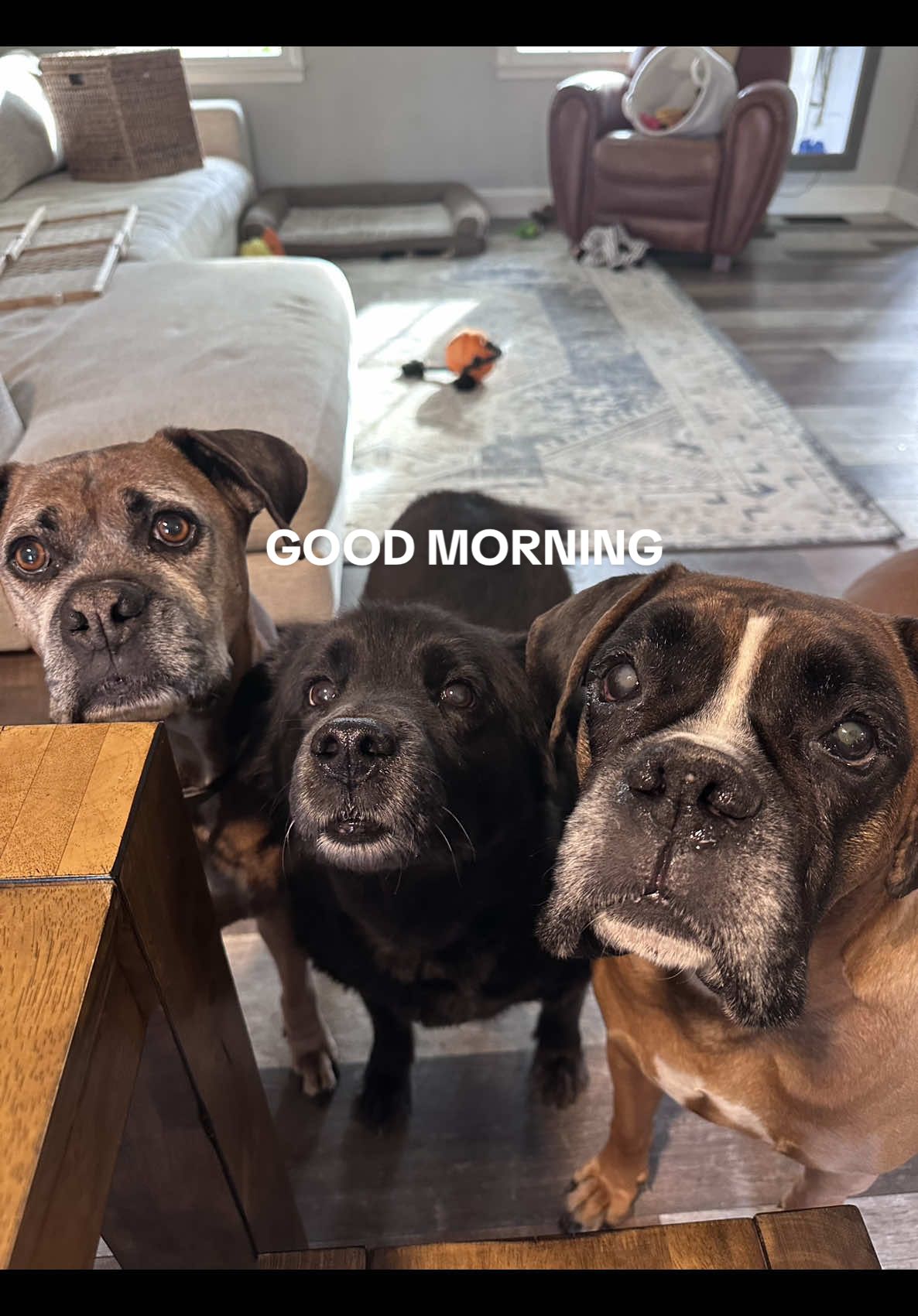 It’s a zoo over here this morning 🦁🦓🐶 #brunotheboxer #boxer #dog #ditl #morning #morningroutine #dogs #dogsoftiktok #friends 