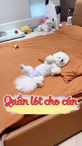 Quần chíp cho chó #cute #cutedog #puppy #puppydog #doglover #fyp #abcxyz #pet 