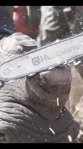 Why they are cutting rhinos horn