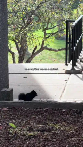 The perfect pick-me-up, squirrels on campus 🥰🐿️ #college #collegegotmelike #squirrel #collegelife #studentlife 