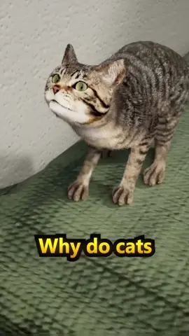 Do you know this? #fyp #viral #usa #zackdfilms 