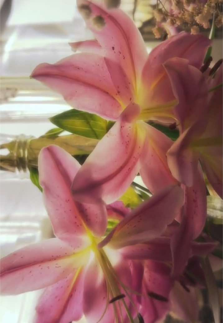 ”What is your favourite flower?”#ilovelilies #foru #flowers #bouquet #Love #mystical #ethereal #lilies #beaty #dlaciebie #foruyou 