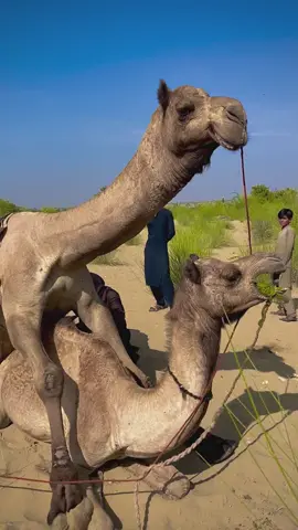 camel meeting at Sahara desert #trending #LahoreRang #BestPhotographyChallenge #moodchallengemoodchallenge #potraitphotography #foryoupage❤️❤️ #PetsOfTikTok #CapCut #foryou #fyp #mood 