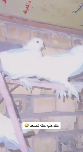 #سلافر_مكذلات #طيور #ارافل_مكلشات #حمام #سلافر #ارافل_العراق #حمام #مكلشات