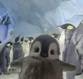 #penguins #penguin #happy #me this is me