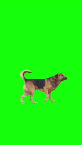 Dog dancing Meme Green Screen #meme #greenscreen #discord #capcut  #fyp #viralgoals #protemplates #greenscreen #viral #trend #memecut #memes #catmemes #tiktok #funny #dog #dance 