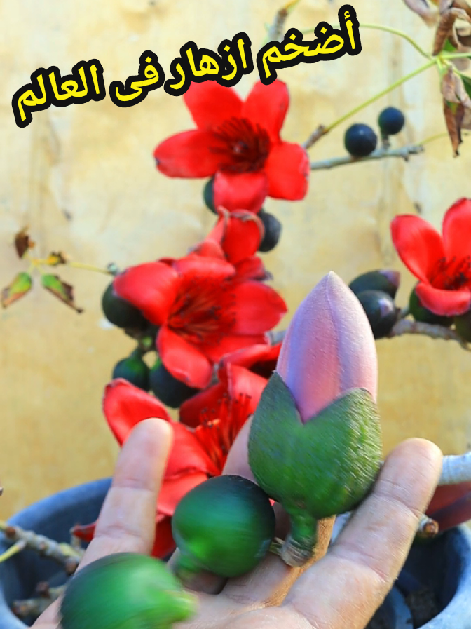 شجرة الحرير افضل شجرة زينة ازهارها خلابة أضخم ازهار ممكن تشوفها شجرة المبومبكس #زراعة٢٤ 