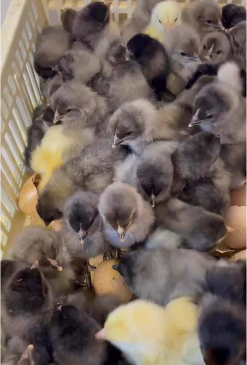 Poussins colorés.                  Blue de France ou gris cendres #poussin #🐔 #elevage #🐓 #🐣 #tikt #tik_tok #elevage 