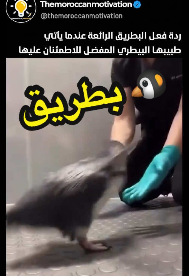 بطريق 🐧 فرحان 🤣 #حيوانات 