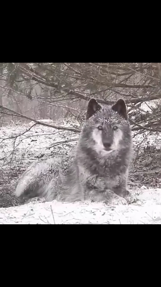 🐺#torosluyollar #🇹🇷 