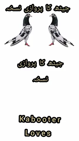 جیٹھ کا پروازی نسخہ #kabootar #Love #viralvideo #viraltiktok #foryou