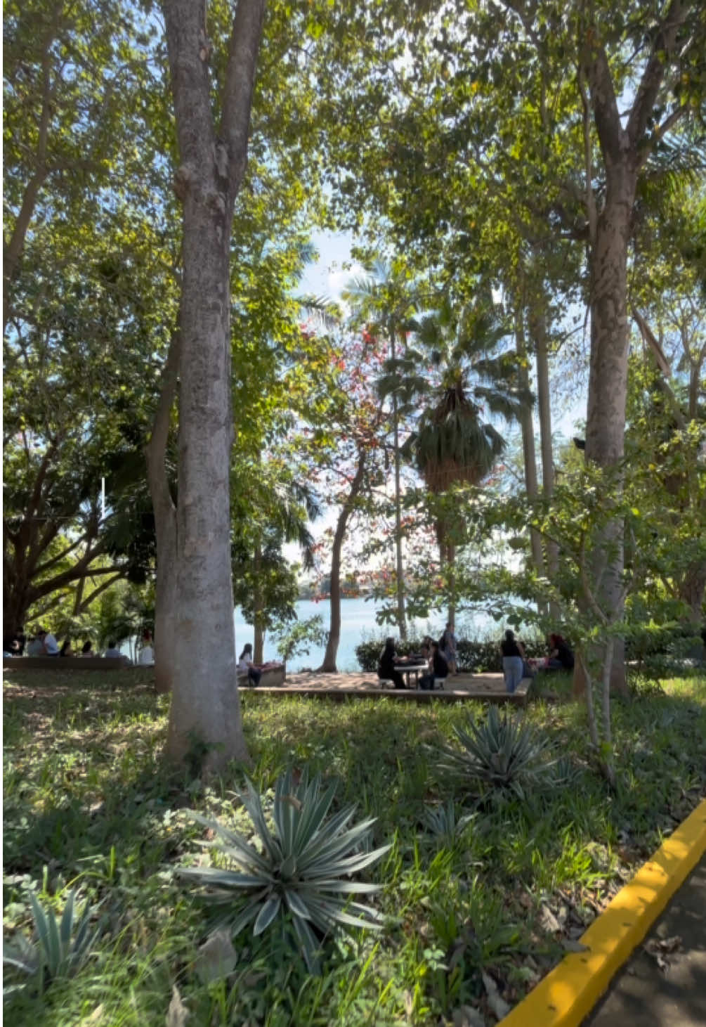 Esta es la vista diaria de un Tabasqueño 🐊 así son las escuelas en Tabasco. UJAT DAEA Tabasco #tabascomexico #naturaleza #mexico🇲🇽 #villahermosatabasco #paratiiiiiiiiiiiiiiiiiiiiiiiiiiiiiii 