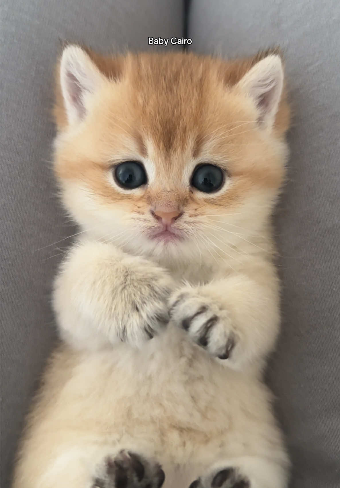 The cutest baby!! #cutekitten #cutest #fypシ゚viral #beautifulkitten #kittens #tinykitten #scottishstraightkitten #scottishcat #scottishcatмила #views #catparents #catfamily #fypviral #fypviral #goldenscottishfold #videoes #v#viraln#newbornkittenb#babycatp#prettykittensn#newbornbaby