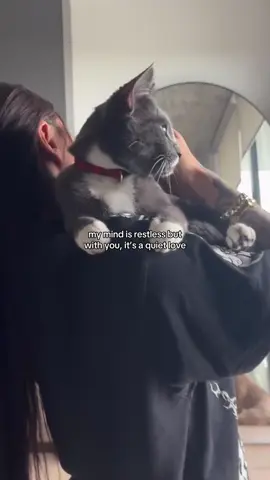 #baharknabievabaha #cat 