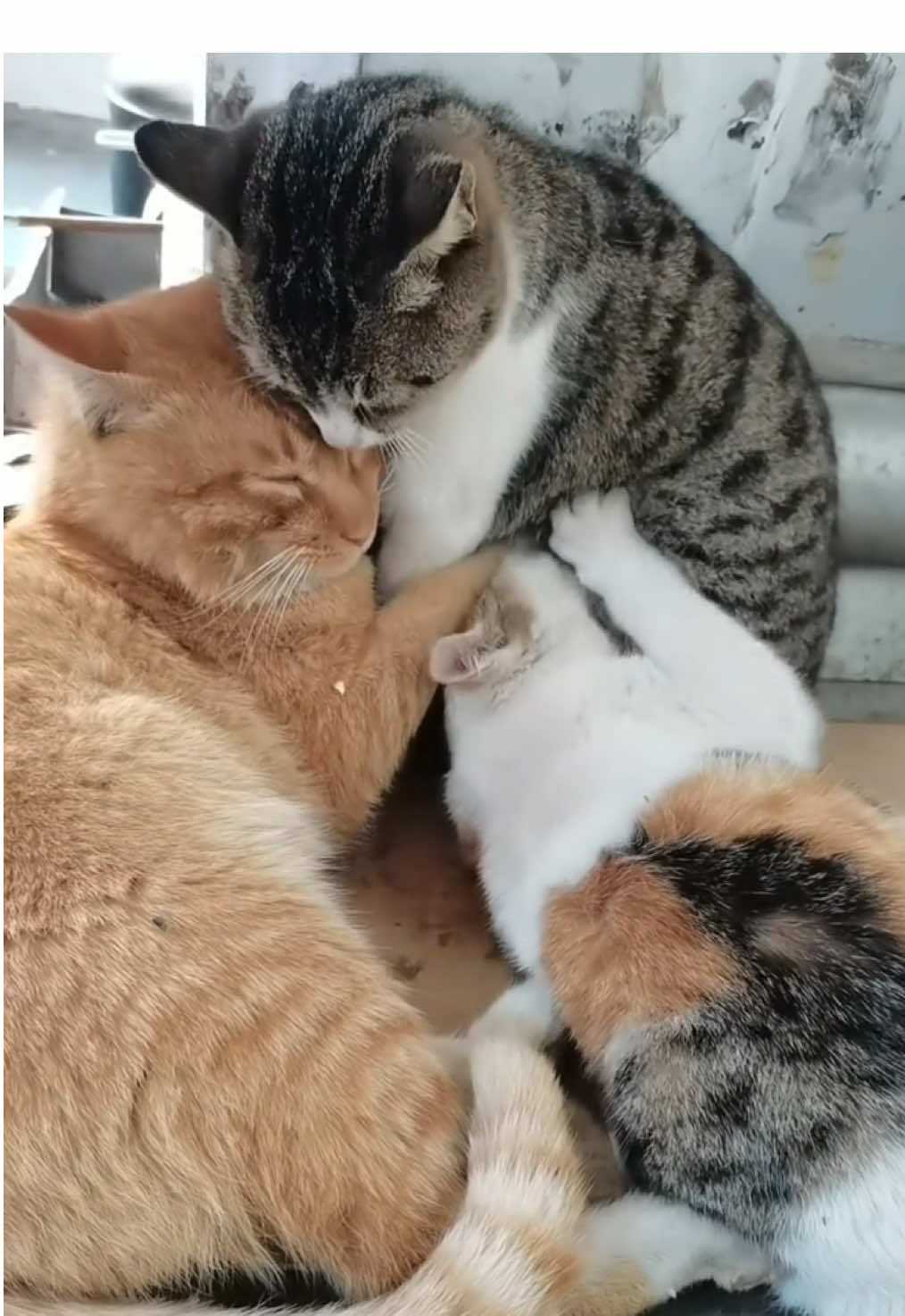 @Cat_Manta #fyp #cute #catsoftiktok #cats 