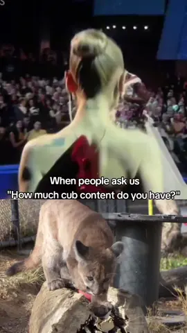 uThough we hate that they have to be rescued, the content we have of them is unlimited!  We are proud of our rescue and recovery work, most notably our participation in the Bay Area Cougar Action Team alliance, which allows us to rescue local mountain lions in need. With our expertise in veterinary care, the Zoo has rehabilitated many mountain lions orphaned or displaced by various threats, including car accidents and wildfires. Most recently, we've rescued our 30th mountain lion cub. #oscars #wicked #cynthiaerivo #arianagrande #puma #catsoftiktok #rescuecat #rescue 