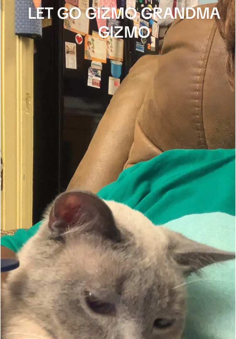 LET GO FUR BABY GIZMO GRANDMA GIZMO#HiddenGemsGIZMO 