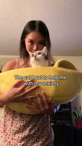 She might just have more anxiety than me #fyp #viral #sukipurrs #catsoftiktok #catmom #funnycats #catmemes #crazycatlady #catlover #cattok #britishshorthair #derpycats #sadcat #cutecats #anxiety 