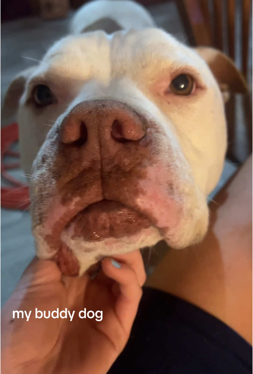 i love him HES JUST SO CUTE #dog #buddy #fyp #foryoupage #fypシ #explore #foru #relatable #musicallyharmony 
