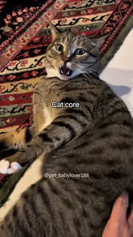Cat core. #cat #core #cats #cutecat #catlover #catsoftiktok #fyp #foryou #foryoupage #funny #fypシ #funnycat #funnyvideos #funnytiktok #catcore #kitty 