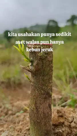 #fypシ゚viral🖤tiktok☆♡🦋myvideo #foryu #petaniindonesia🇮🇩🇮🇩🇮🇩🌿🌿 #bosmuda😎 #ypシ゚viral 