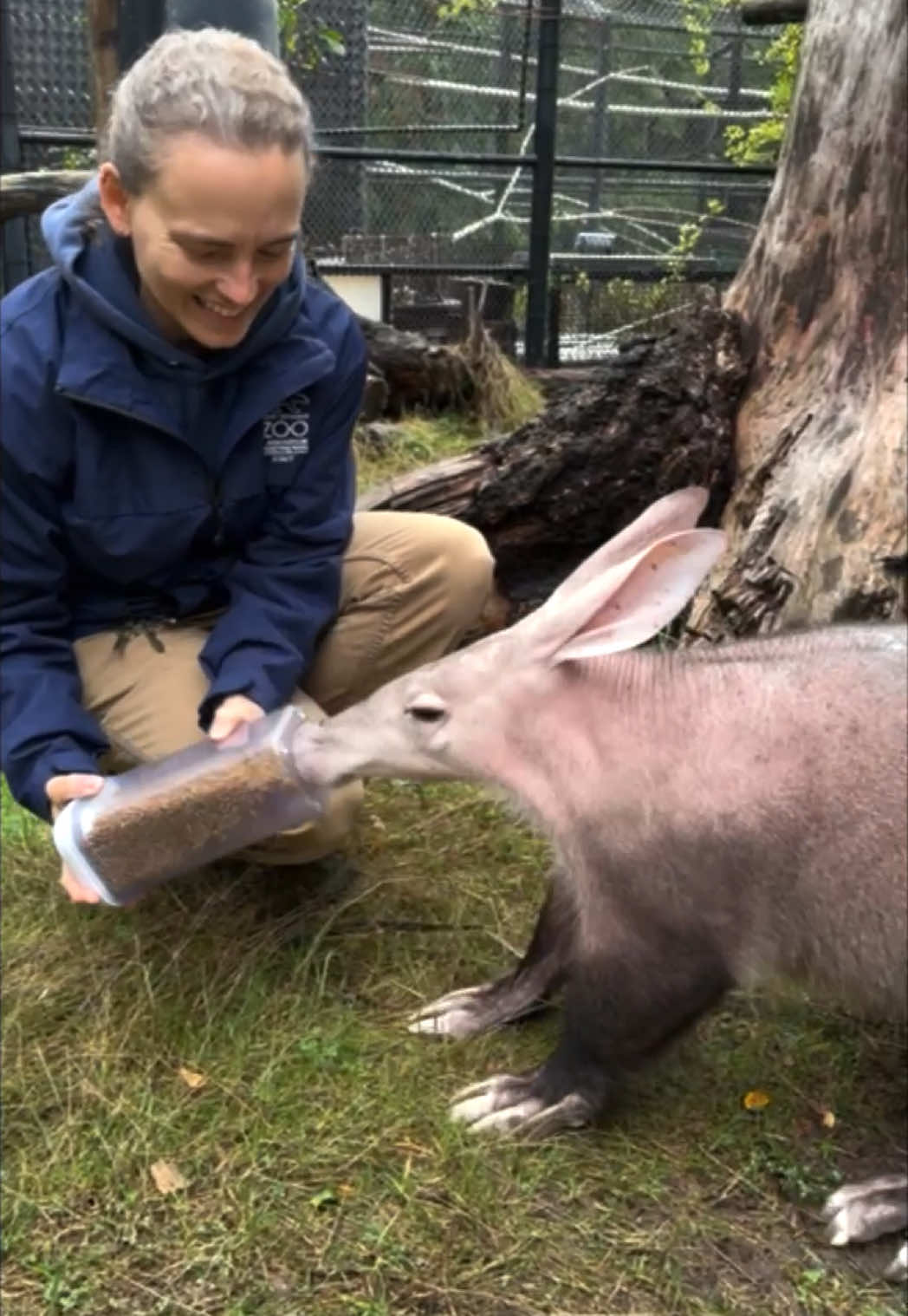 Happy Aardvark Week, Tilli! 🩷 Check out that long, sticky tongue, big ears, and adorable sniffer. Meet Tilli the aardvark as she digs and explores her outdoor exercise yard. 
