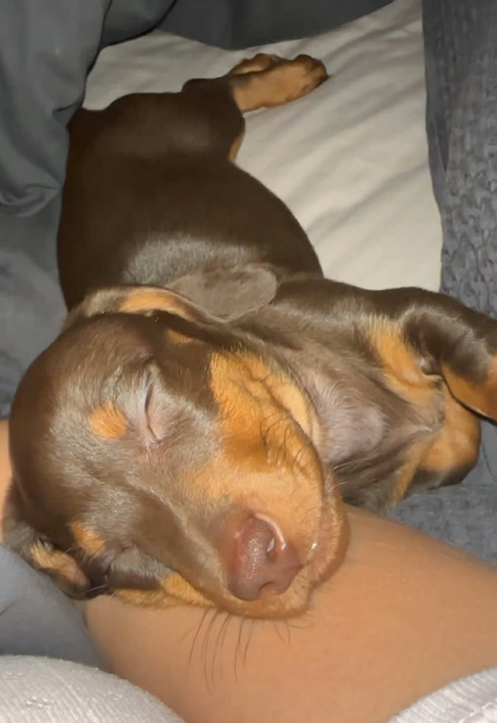 Puppy love 🫶🏽🫶🏽🫶🏽 #dachshund #sausagedog #weineedog #dog #puppy #puppylove 