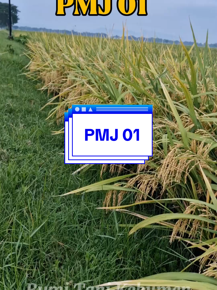 PMJ 01 Pulen&Aromatik #bibitpadipmj01 #bibitpadi #petanimilenial #benihpadiunggul 