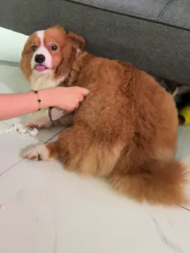 t chích cho trụi lông luôn #corgi #Mit 