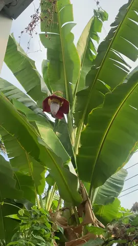 #hoachuối #vùngtrờibìnhyên
