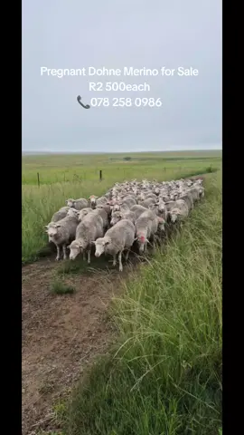 Pregnant Dohne Merino for Sale #agriculture #bonsmara #2025 #landbouw #agriculture_life_style🚜 #farmer #kzn #sama28 #farming #farmers_weekly #merino #sheep 