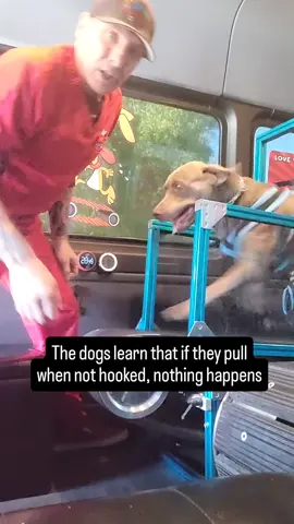 Dogs learn that if they pull when not hooked on, they don't go anywhere #rundawg #mobiledoggym #dogexercise #caninefitness 