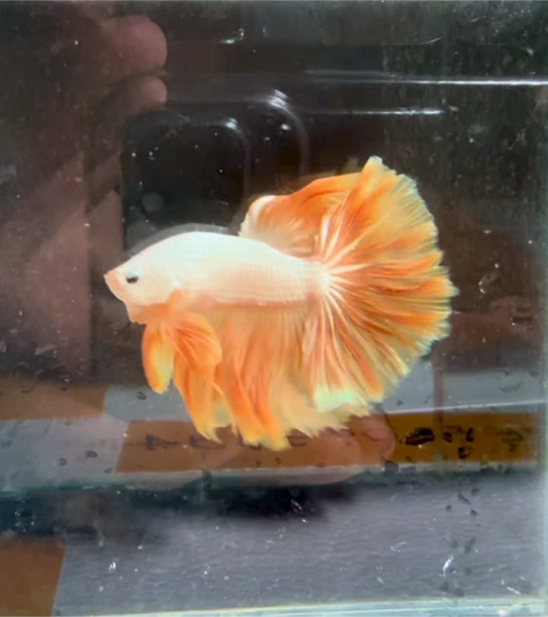 Dragon Yellow Hm #betta#fish#xuhuong#viraltiktok