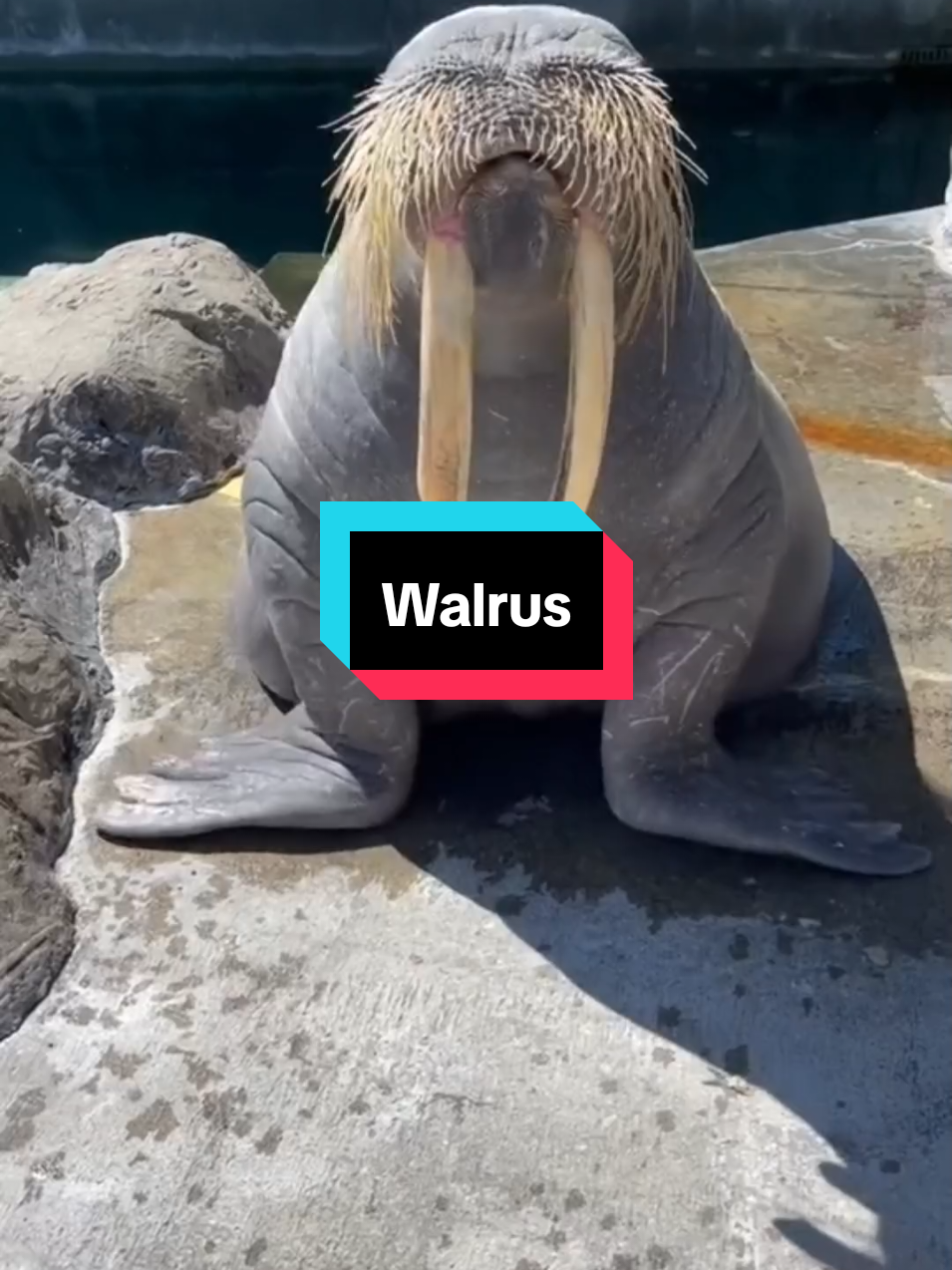 Walrus, Raksasa Berkumis dari Kutub! #fyp #fypシ゚viral #faktaunik #walrus 