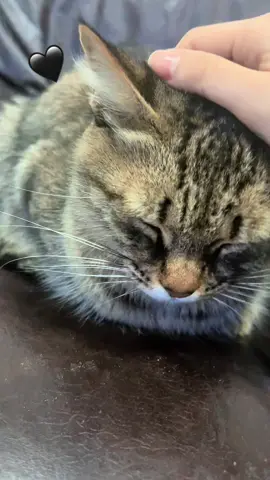 #cats #catsofinstagram #cat #catlover #catstagram #catlife #catlovers #of #pets #kitten #instagram #instacat #meow #kittens #catoftheday #dogs #kitty #Love #cute #pet #animals #gatos #adoptdontshop #petsofinstagram #cutecats #kittensofinstagram #catlove #gato #dog #cutecat