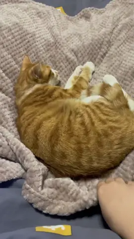 Sleepy cats 🐱🤣#cat #funny #foryou #fyp #foryoupage #catlover #catsoftiktok #funnyvideos #cats #funnycat #tiktokcats #pet #kitty #kitten #usa🇺🇸 #cute #orangecat #blackcats #usa 