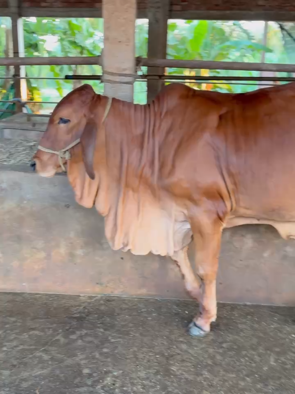 MẪU BÒ CÁI SINH SẢN #traibothanhquangbatri #traibothanhquang#bo #cow #brahman#trangtrai #xuhuongtiktok2024 #channuoi#xaykenh 