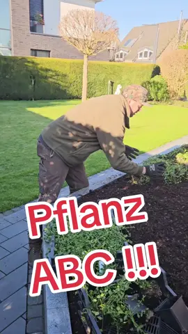 Pflanz ABC!! #fragchristian #stsgartengestaltung #foryou #viraltiktok #viralvideo #foryou #terasse #gartenbau #viralvideo #2025 #viral #galabau 