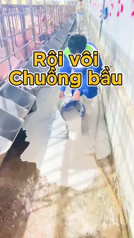 Rội vôi định kỳ. Vừa rẻ lại đem lại hiệu quả cao trong mùa dịch 🐷🐖🍀🌈#heo #lợn #pigfarm #channuoiheo #xuhuongtiktok2025❤️🌈✔️ 