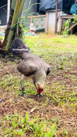 Pumpkin Hatch🎃🎃🎃 #FVO