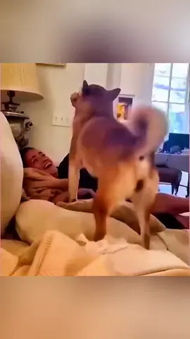 The end 🤣🤣 #pet #cat #dog #cute #animals #foryou #typ