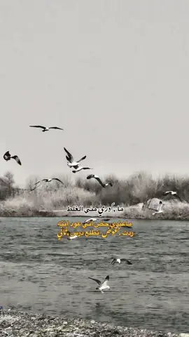 #ستوريات_نوارس #اشعار_حزن_شوق_عتاب_حب #شعراء_وذواقين_الشعر_الشعبي🎸 #هاشتاقات_تيك_توك_العرب #ستوريات_حزينة #شعر #شعر_شعبي #انطوني_بيت_شعر_اثبته 